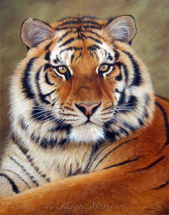 tiger images delineation