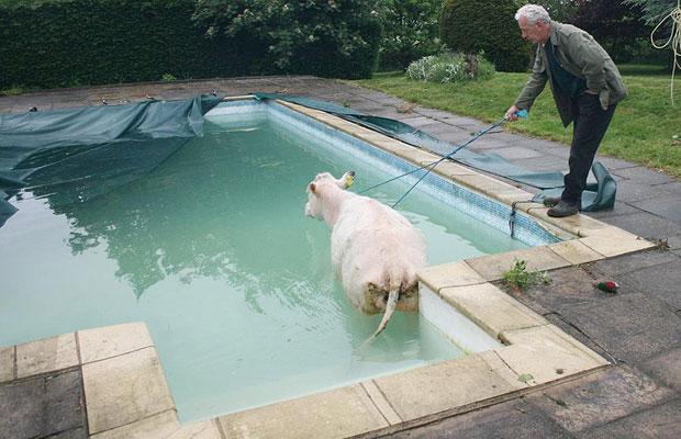 cow-swimming-pool_1402959i.jpg