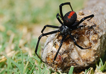black widow spider 